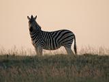 Africa 090 : Africa, Animal, Botswana, Makgadikgadi, Mammal, Zebra